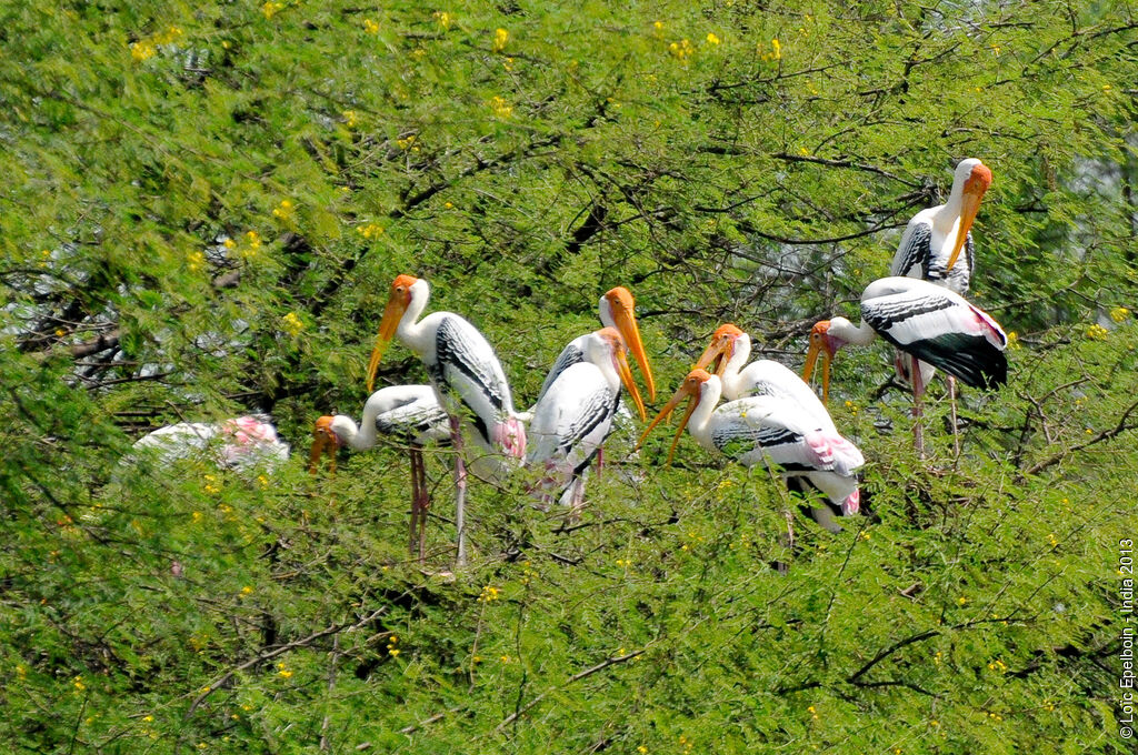 Painted Stork