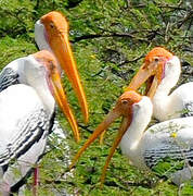 Painted Stork