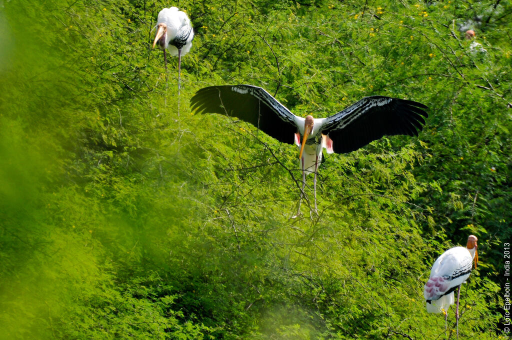 Painted Stork