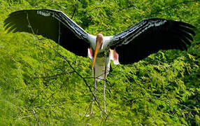 Painted Stork