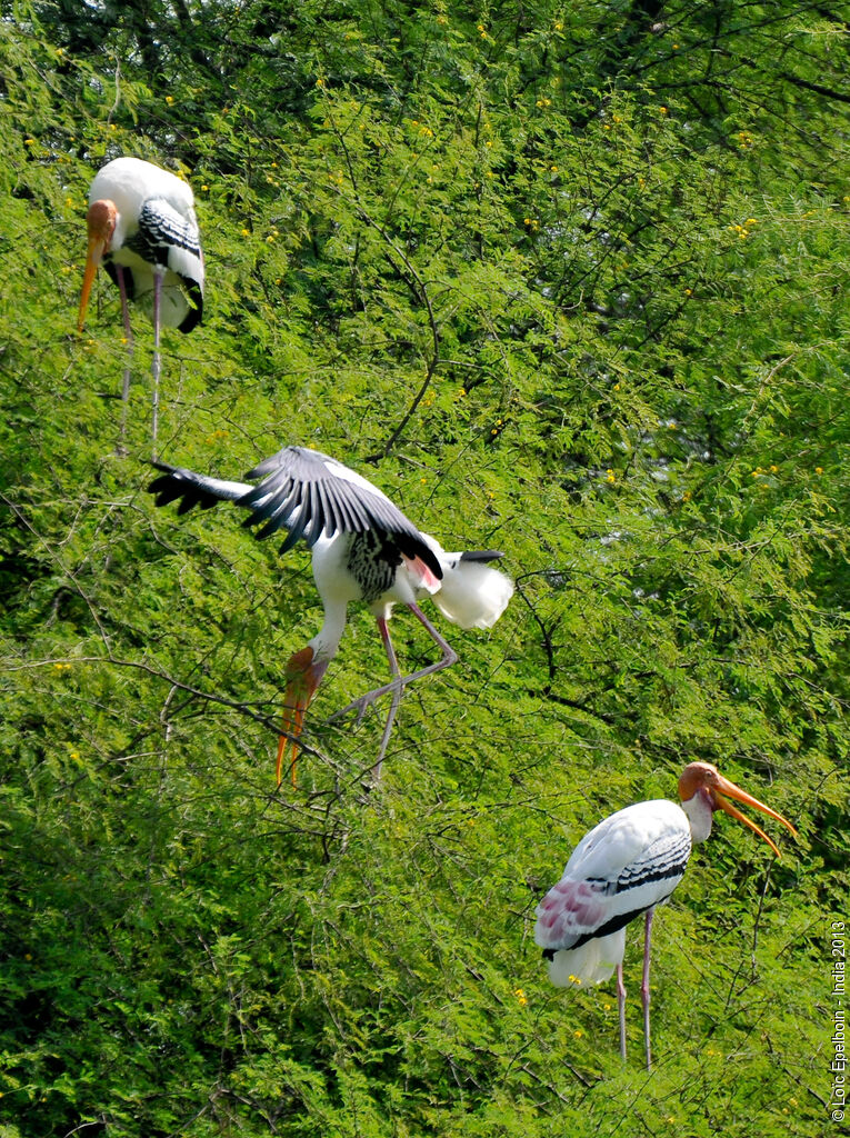 Painted Stork