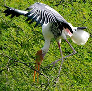 Painted Stork