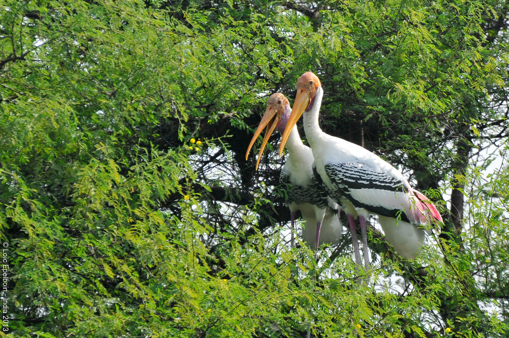 Painted Stork