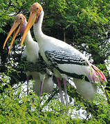 Painted Stork