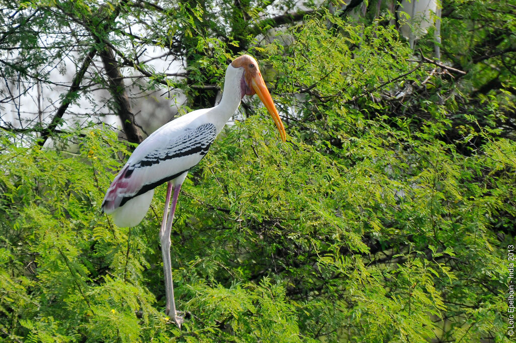 Painted Stork