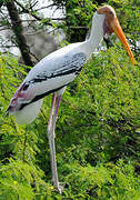 Painted Stork