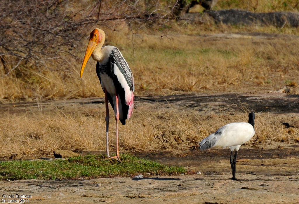 Painted Stork