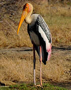 Painted Stork