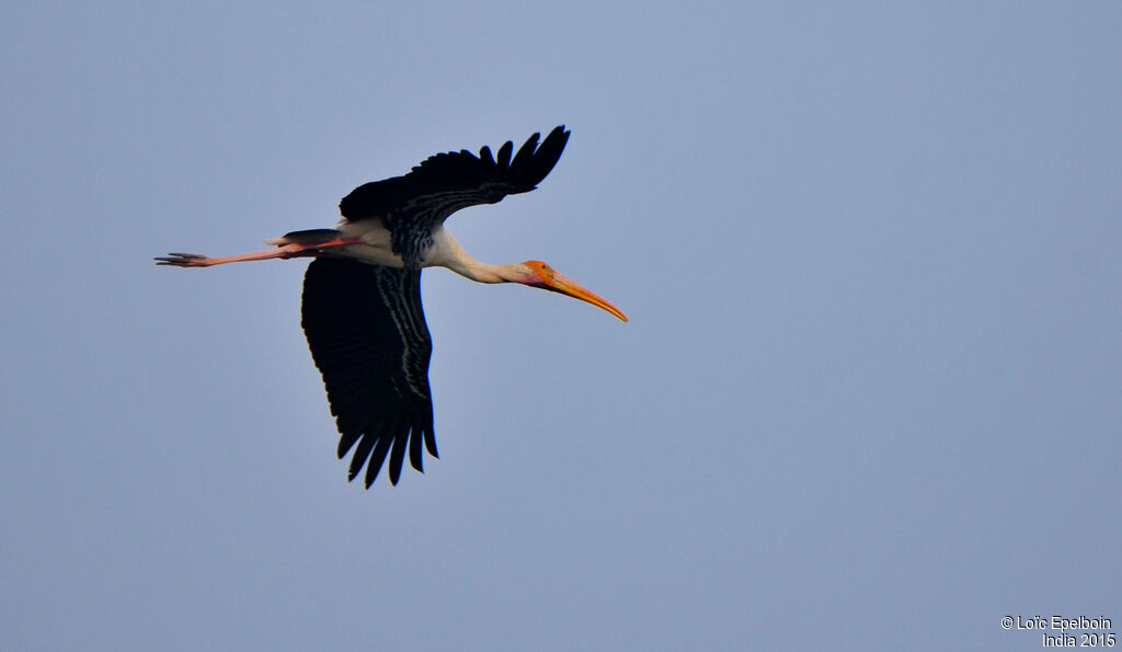 Painted Stork