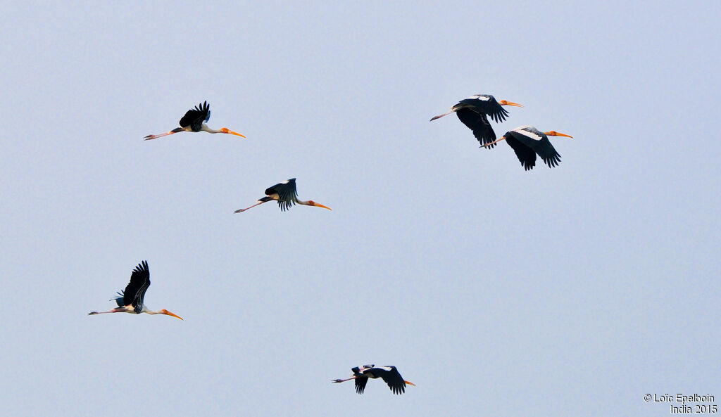 Painted Stork