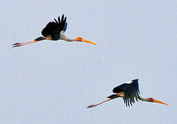 Painted Stork