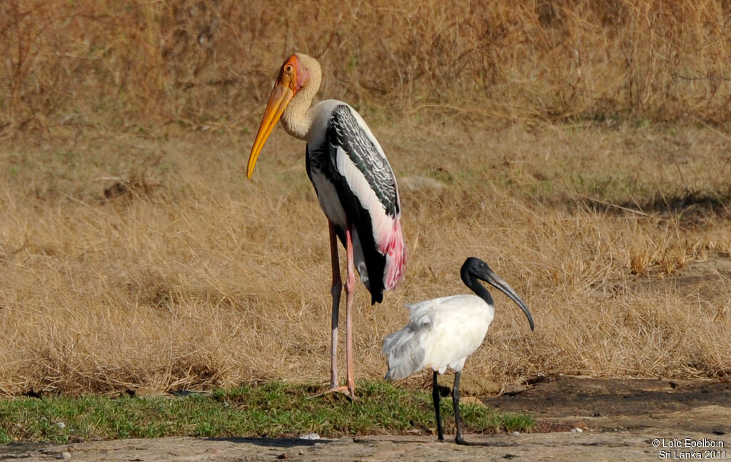 Painted Stork