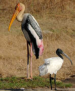 Painted Stork