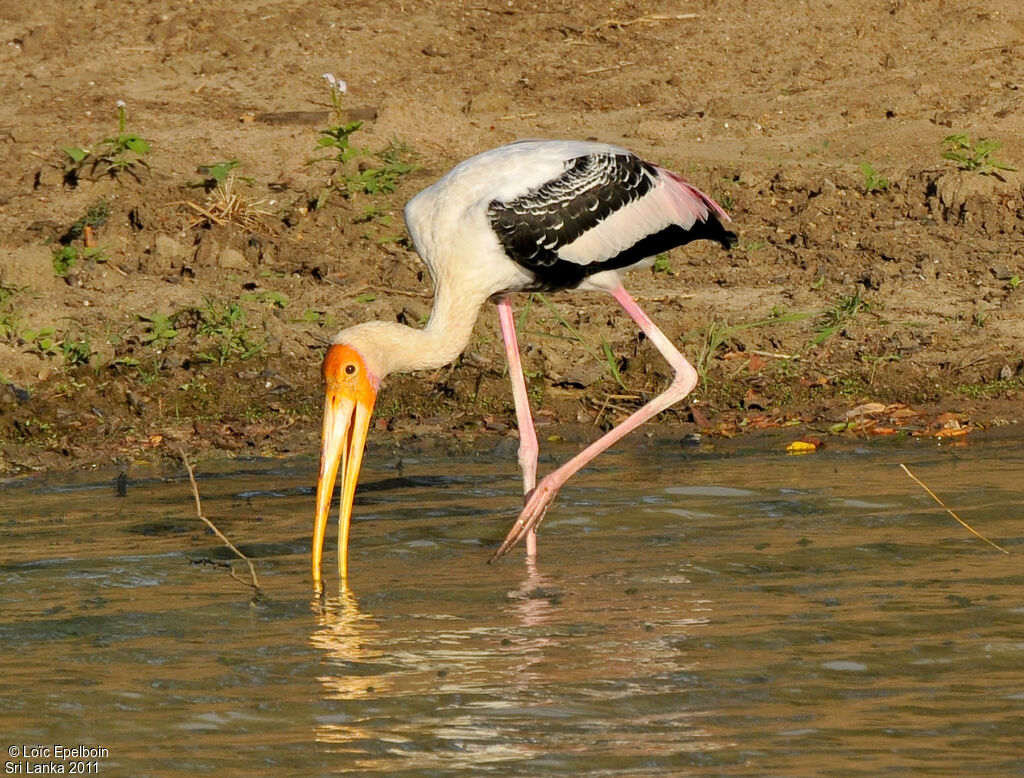 Painted Stork