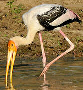 Painted Stork