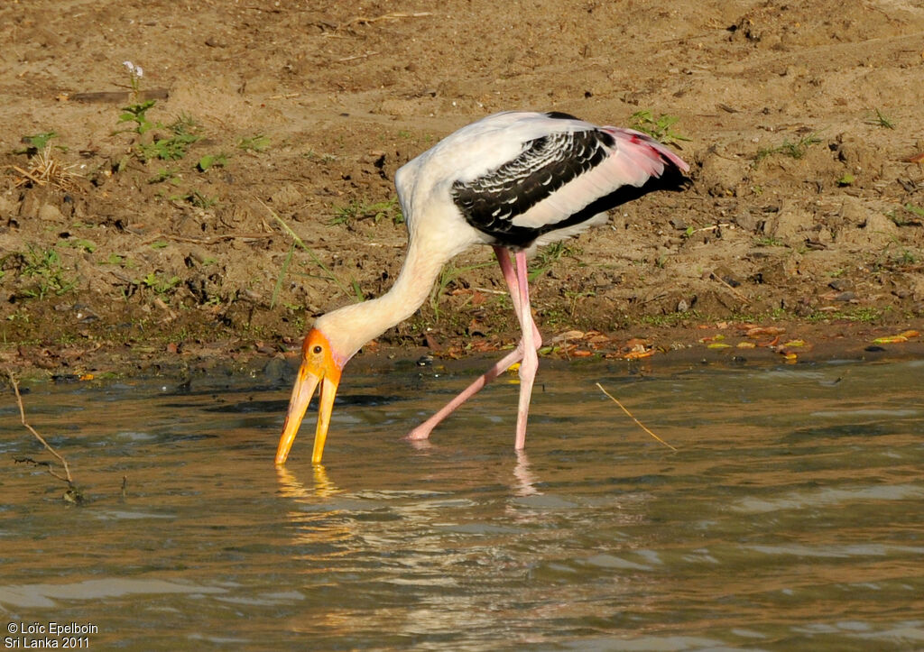 Painted Stork