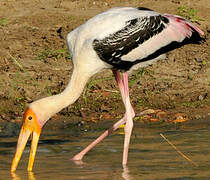 Painted Stork