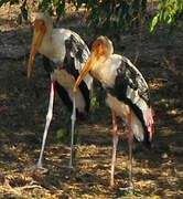 Painted Stork