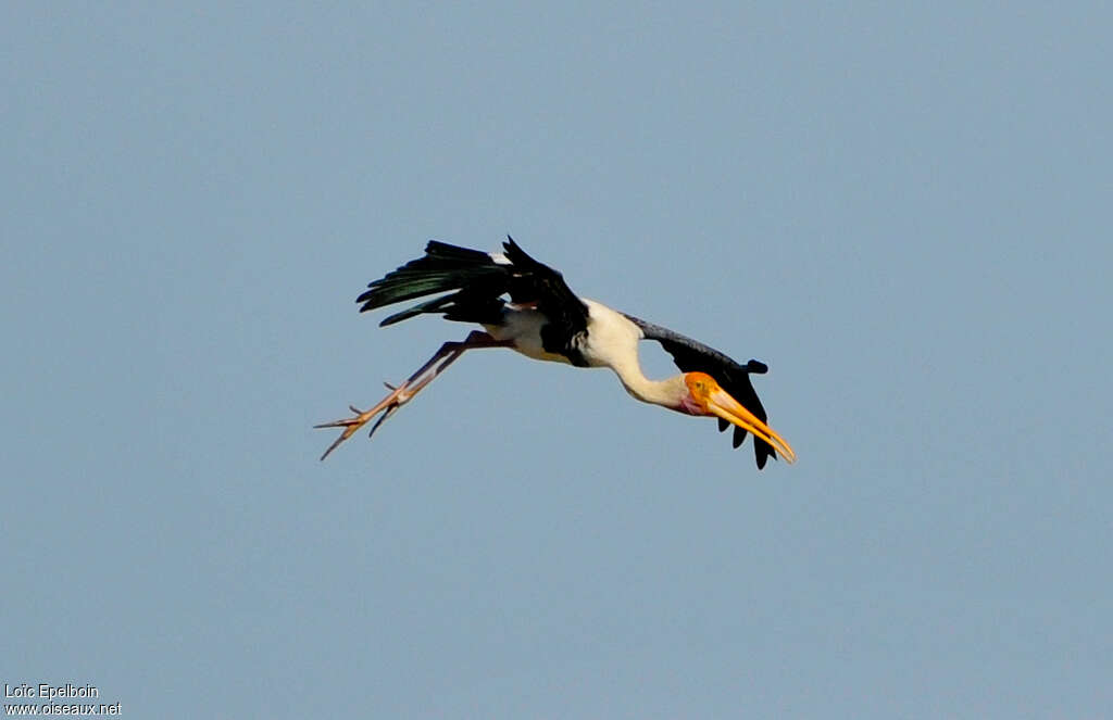 Painted Storkadult, Flight