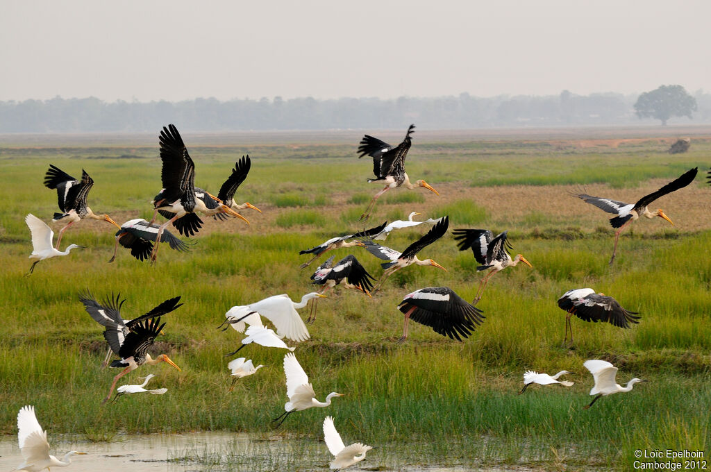 Painted Stork