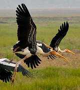 Painted Stork