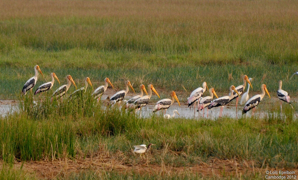 Painted Stork