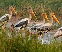 Painted Stork