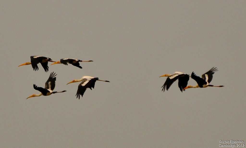 Painted Stork