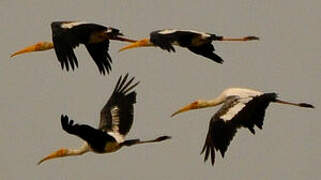 Painted Stork