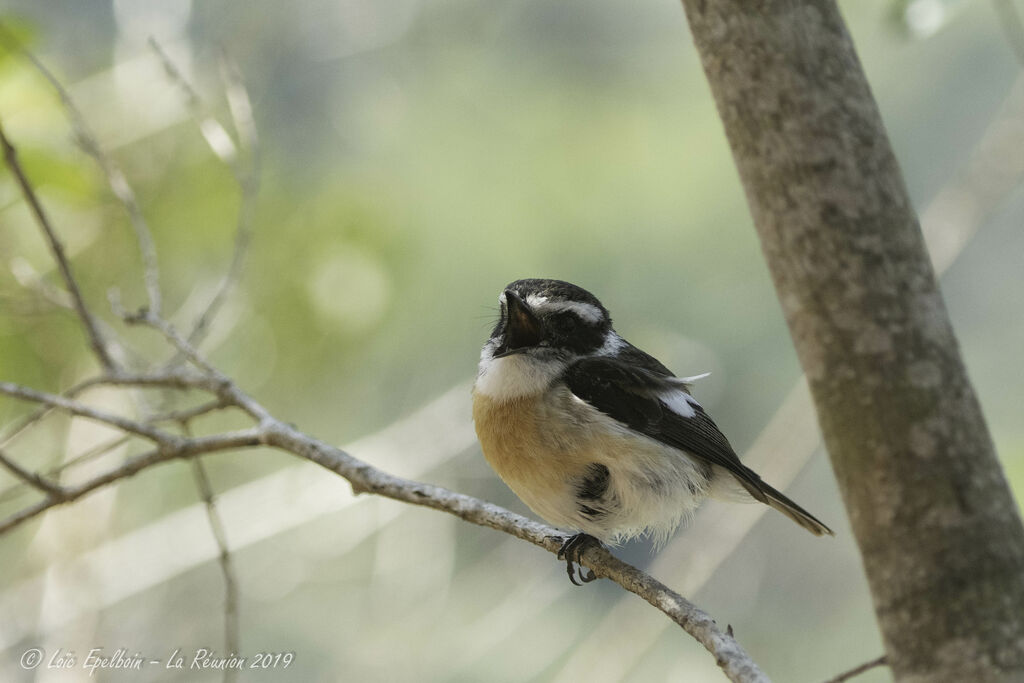 Reunion Stonechat