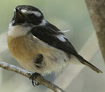 Reunion Stonechat