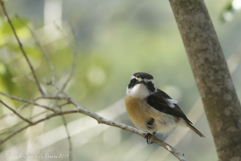 Reunion Stonechat