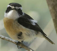 Reunion Stonechat