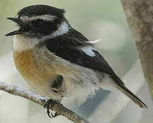 Reunion Stonechat