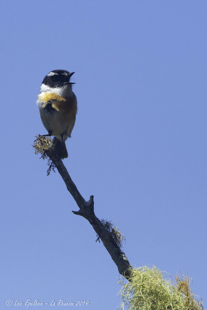 Reunion Stonechat