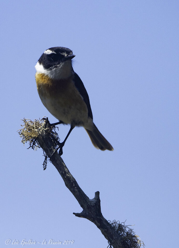 Reunion Stonechat