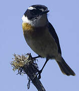 Reunion Stonechat