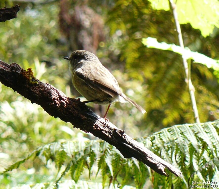 Tarier de la Réunion