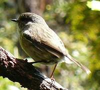 Reunion Stonechat