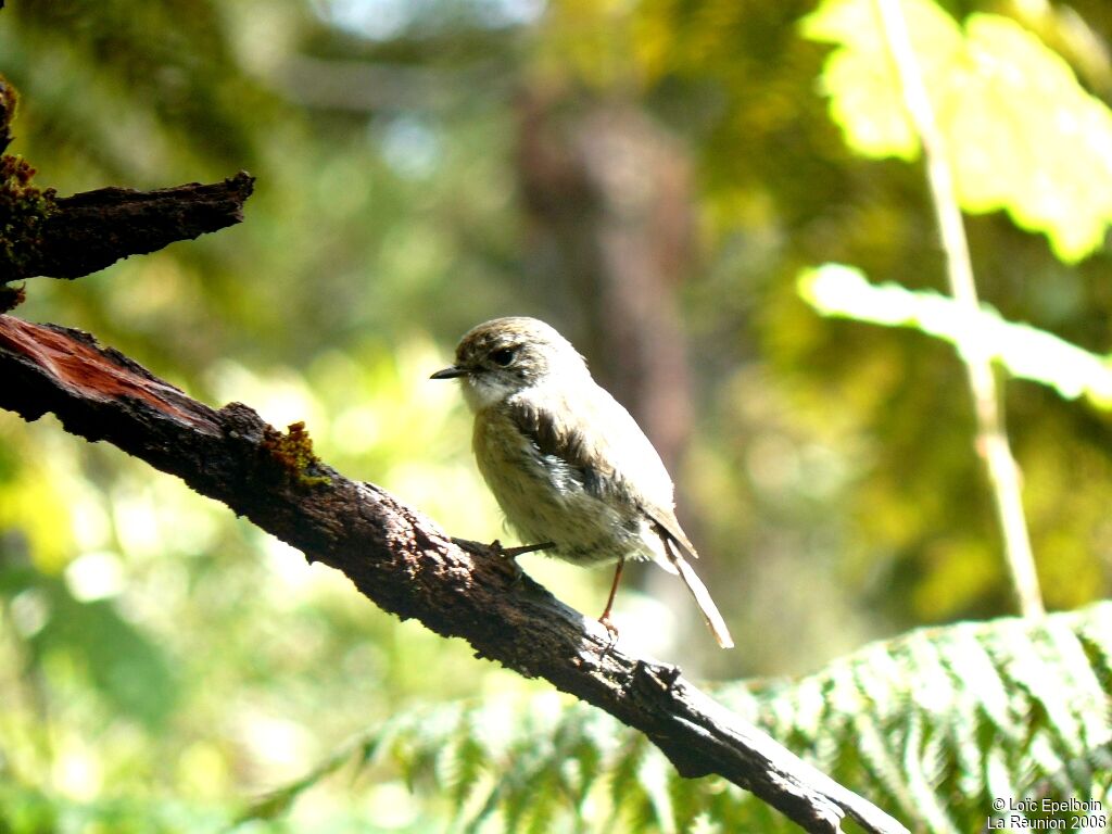 Tarier de la Réunion