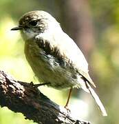 Reunion Stonechat