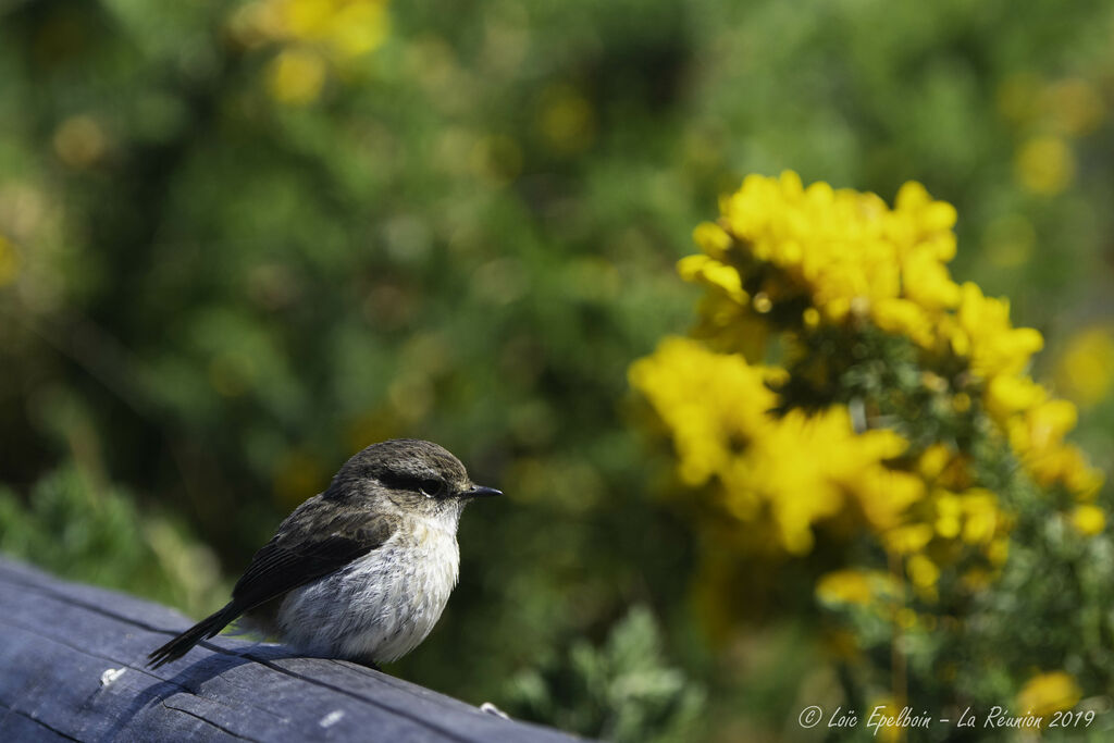 Reunion Stonechat