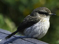 Reunion Stonechat