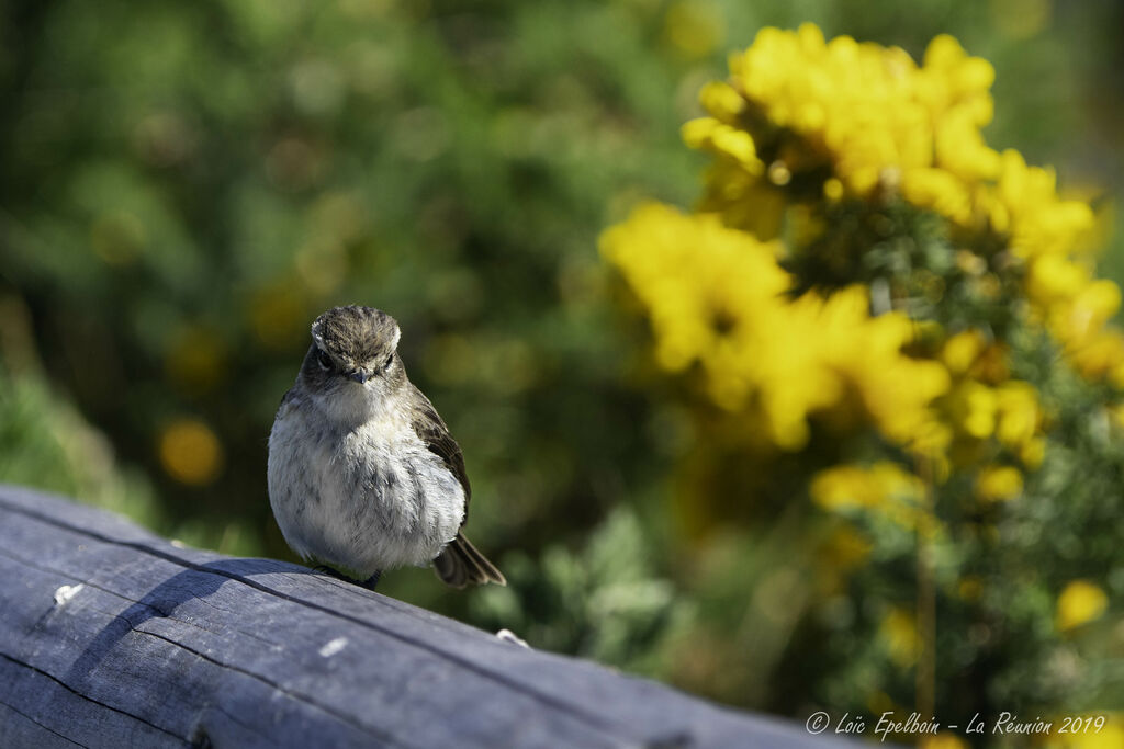 Reunion Stonechat