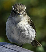 Reunion Stonechat