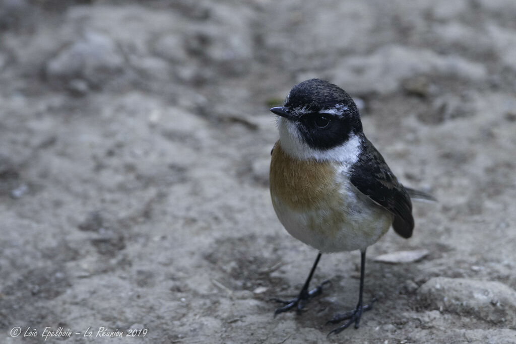 Reunion Stonechat