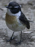 Reunion Stonechat