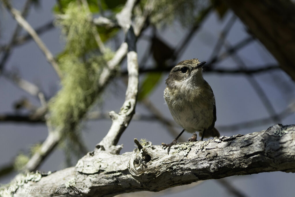 Reunion Stonechat