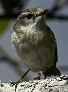 Reunion Stonechat