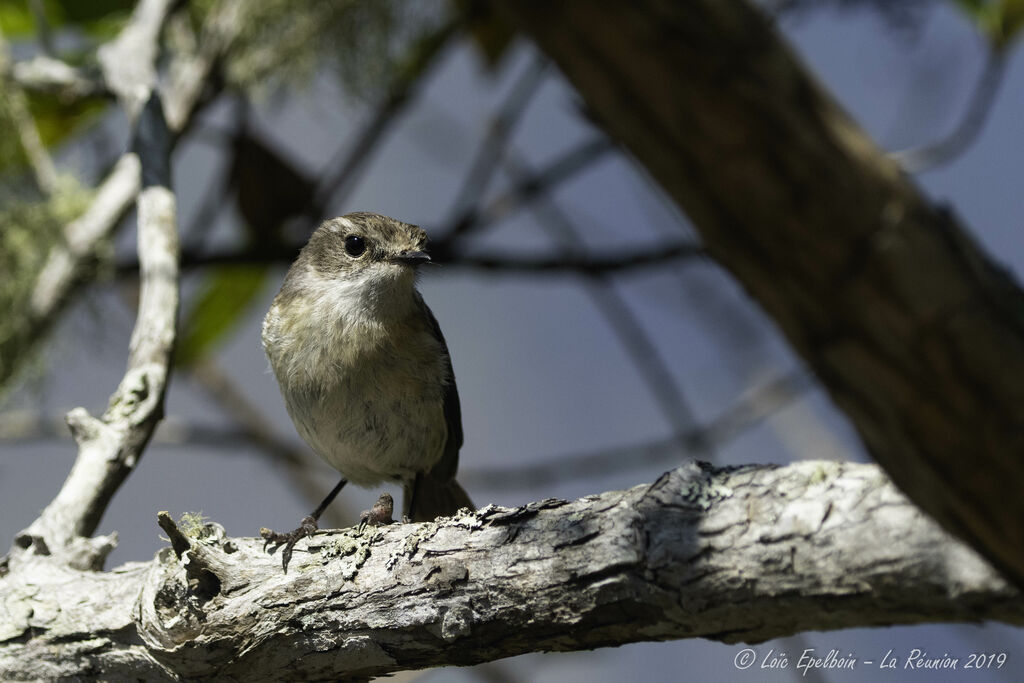 Reunion Stonechat